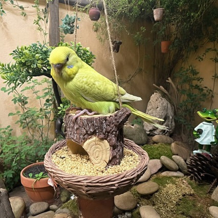 # Creative Outdoor Hanging Tree Stump Bird Feeder