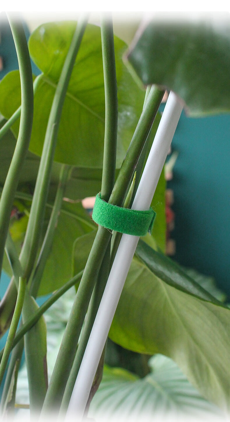 Self-Adhesive Velcro Cable Ties for Green Plants and Gardening