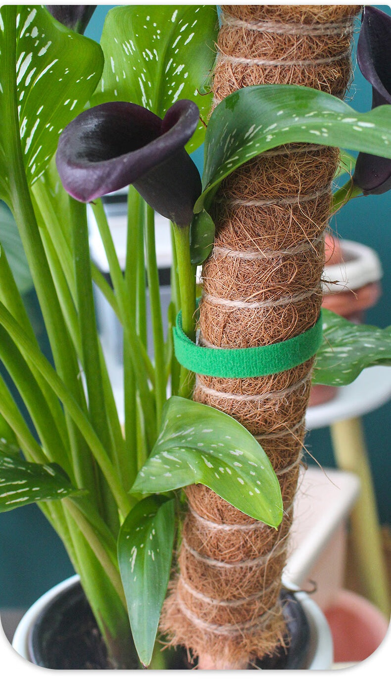 Self-Adhesive Velcro Cable Ties for Green Plants and Gardening