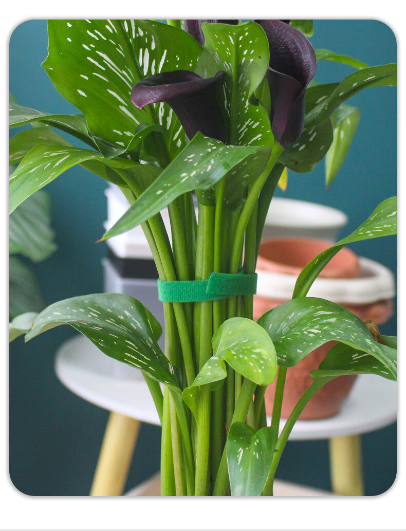 Self-Adhesive Velcro Cable Ties for Green Plants and Gardening
